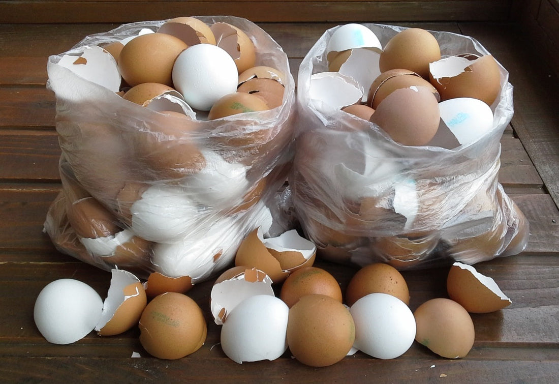 Τσόφλι Αυγού: Ένας Αξιοποιήσιμος Φυσικός Πόρος για το Σπίτι και τον Κήπο