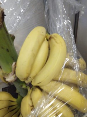 ΜΑΝΙΤΑΡΙ ΠΛΕΥΡΩΤΟΥΣ (Κωδ.: 0050)